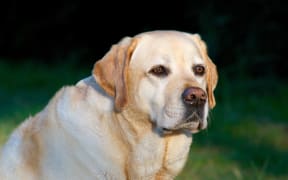 fat labrador