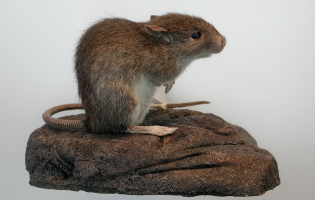 The kiore, Pacific rat or Polynesian rat is was intentionally transported by Polynesian voyagers and is an important marker of migration patterns.