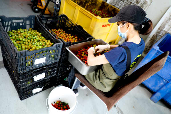 Each week two large shipments of tomatoes come into the kitchen that previously were thrown away