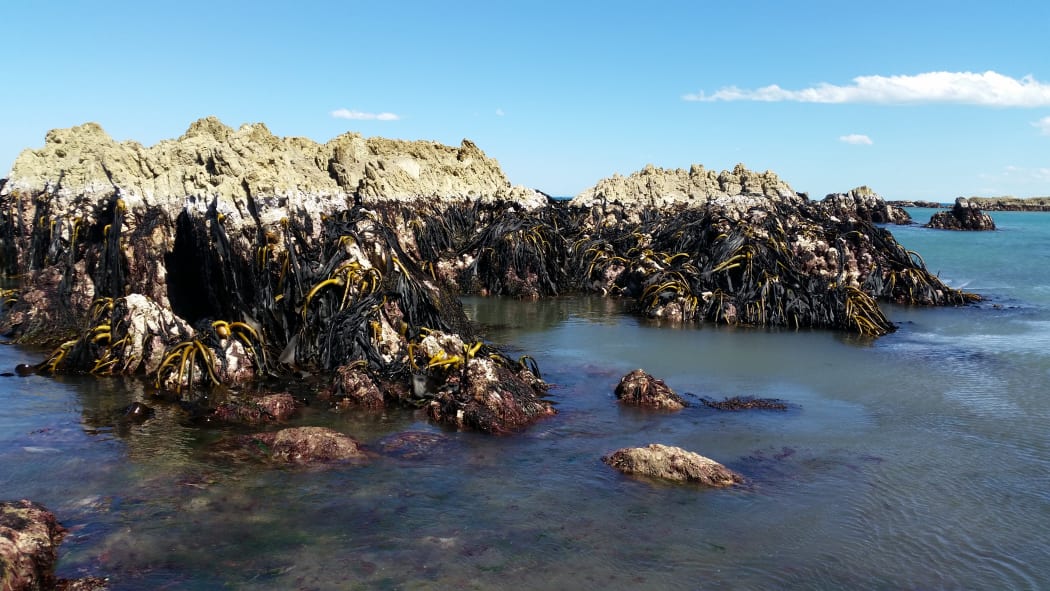 On Ward beach, the coastal rock shelf was raised by the force of the quake. Local fishermen estimated the rock shelf was 2m higher.