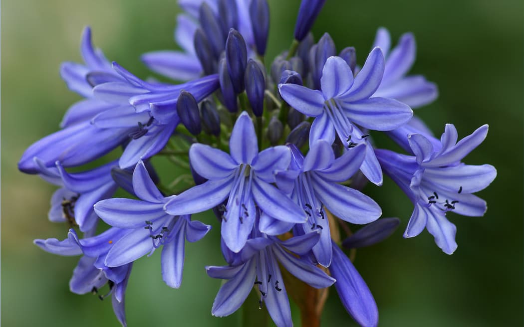 Agapanthus