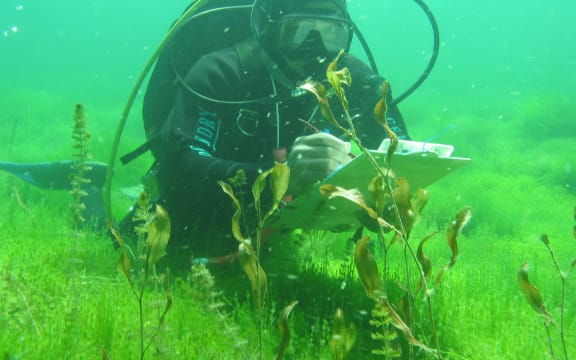 An underwater shot of a diver in a lake, they have a clip board and pen in their hands, they are surrounded by delicate-looking lush green plants. Directly in front of them is a larger, green-brown plant.