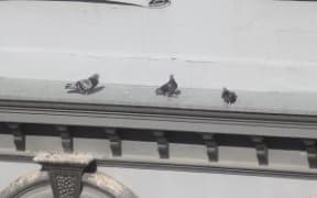 Pigeons are an around $15,000 clean up cost and climbing at Te Whare Whakatere.