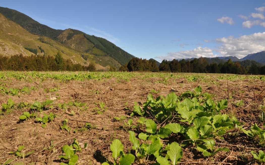 winter crops