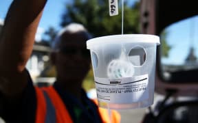 Ministry of Primary Industries contractor putting out fruit fly traps in Grey Lynn.