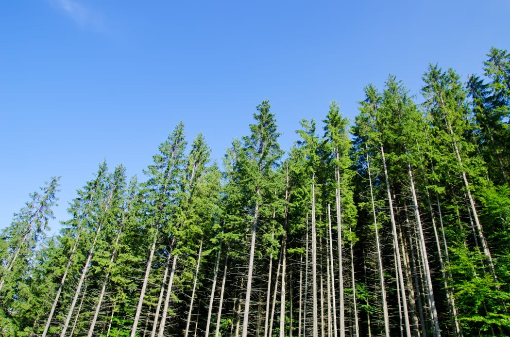 A pine forest.
