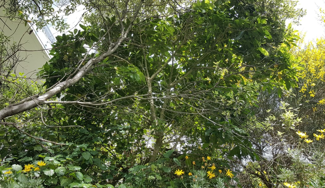 A ship rat lives in this tree. Somewhere in this tree there is a rat's nest, roughly made from twigs and leaves, where a ship rat sleeps during the day.