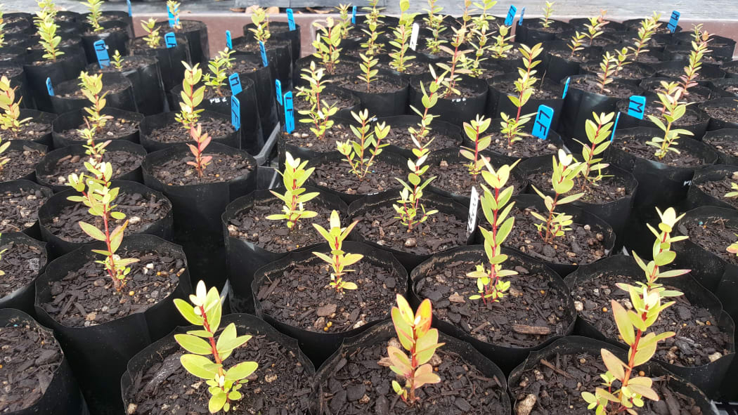 Seedlings of manuka, ramarama and pohutukawa (pictured) are being exposed to myrtle rust in the lab to see if they succumb to the disease.