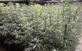 MARK RABAGO

The marijuana farm inside Saipan Select LLC on Saipan.