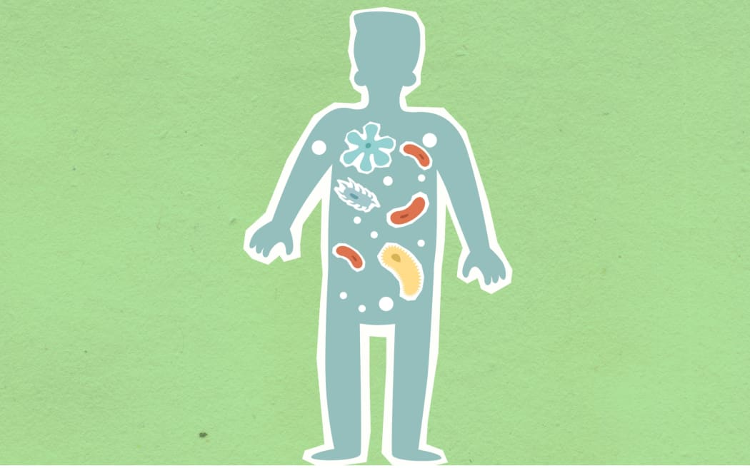 Researchers at the Liggins Institute at Auckland University believe a capsule of healthy gut bugs could change the future of obesity treatment.