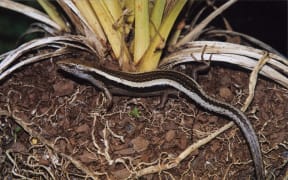 The Striped Skink