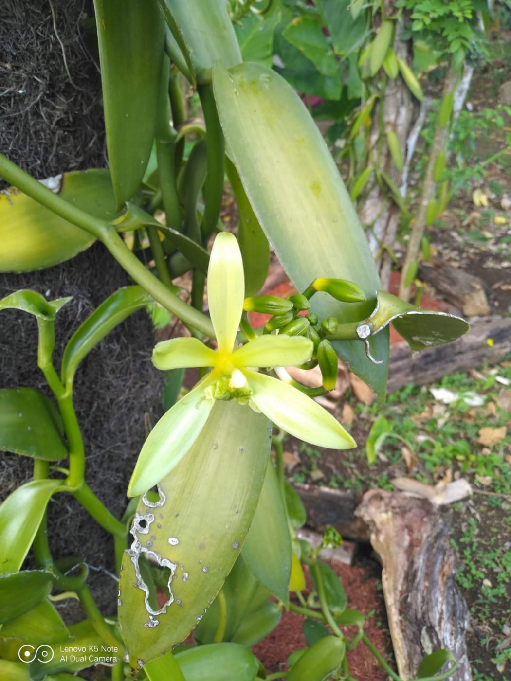 Vanilla Vanuatu