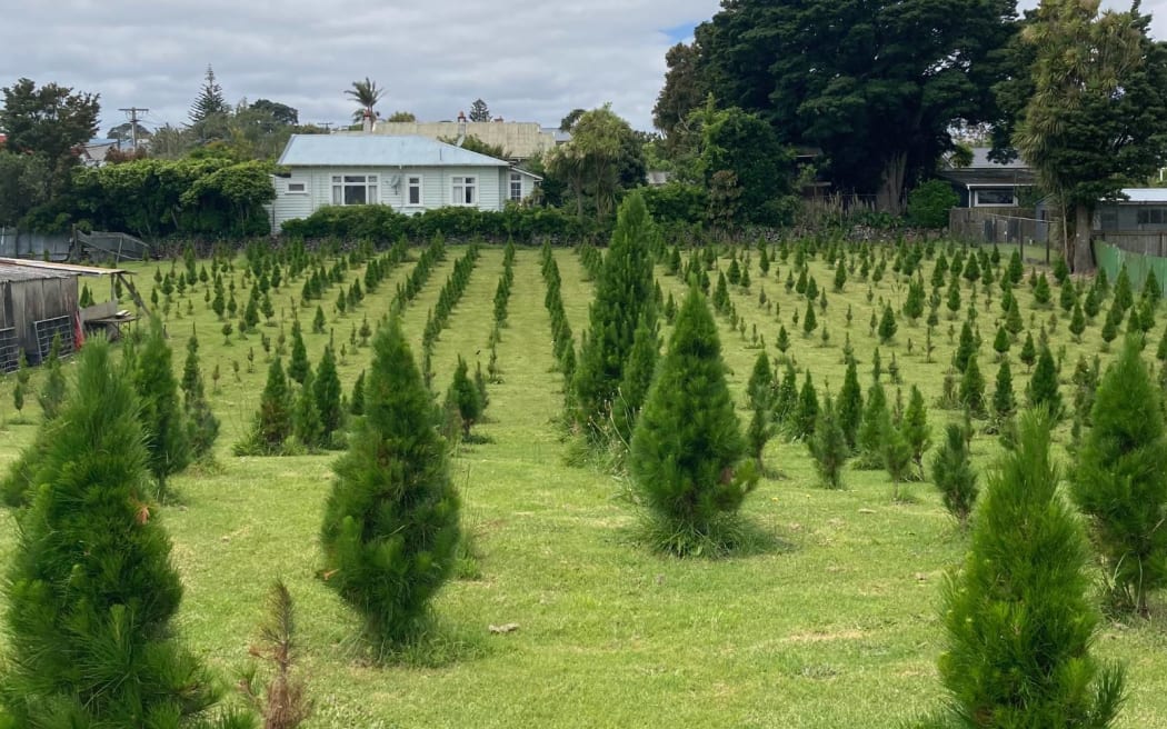 Misa Christmas Tree Farm in Balmoral