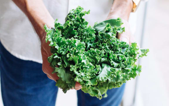 Hands holding a fresh lettuce