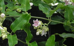 Moth plant