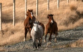 Kaimanawa horse muster Waiouru