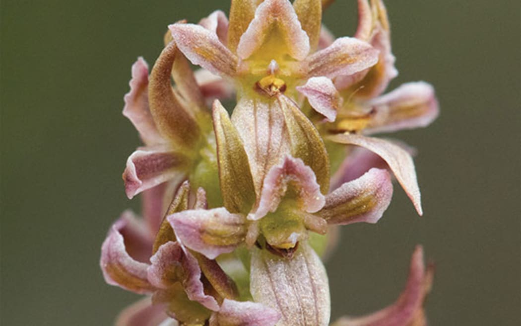 The rediscovered mignonette leek orchid aka Prasophyllum morganii