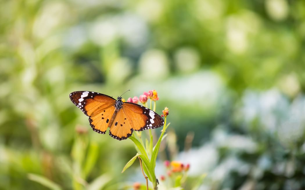 Orange monarch butterfly on flower carpel in spring with blurred bokeh floral greenery at sunrise background. Wildlife animal at garden with copy space for text.