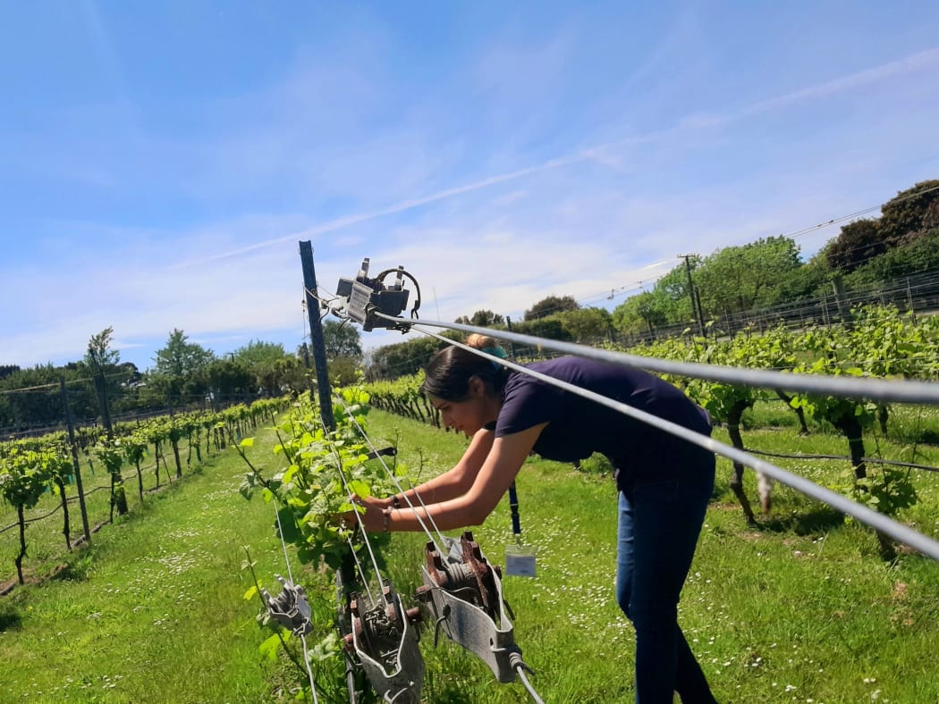 A photo of Minoo Mohajer checking the leaves on a grapevine in a vineyard.