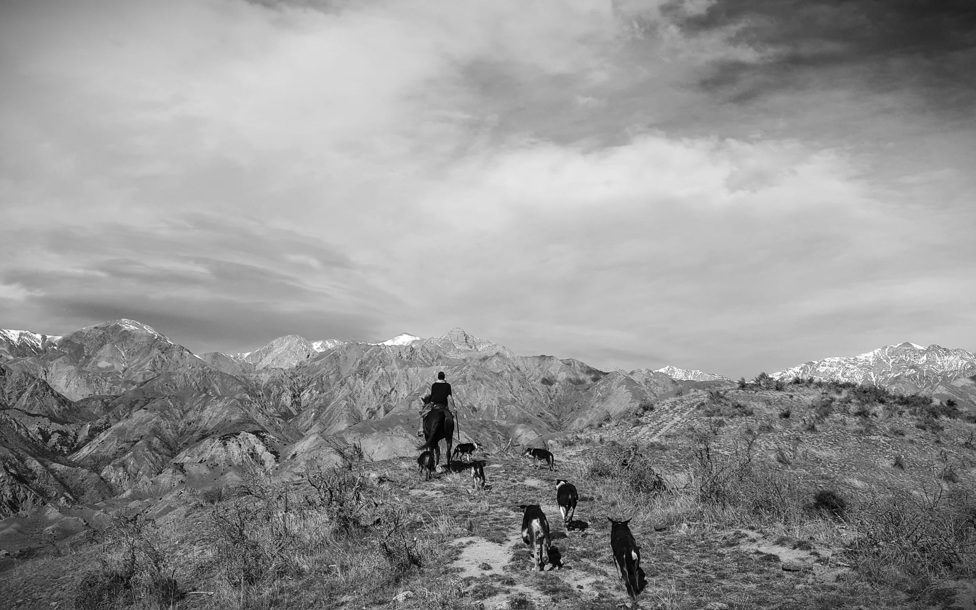 Shepherd Ash Orr mustering in the  Kaikōura Ranges