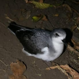 Photo for Pycroft's petrel