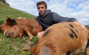 George, 14, adopted the two kunekune and named them Peggy and Sue.