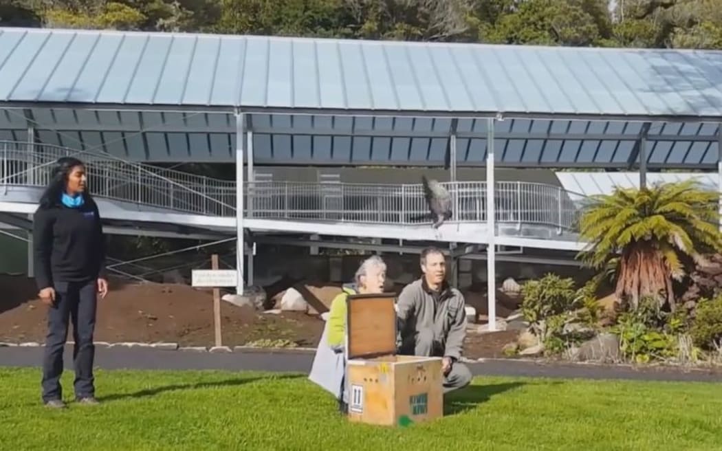 Veterinarian Aditi Sriram, Ōkato woman Sandra Morgan and DOC ranger Wayne Beggs release the falcon.