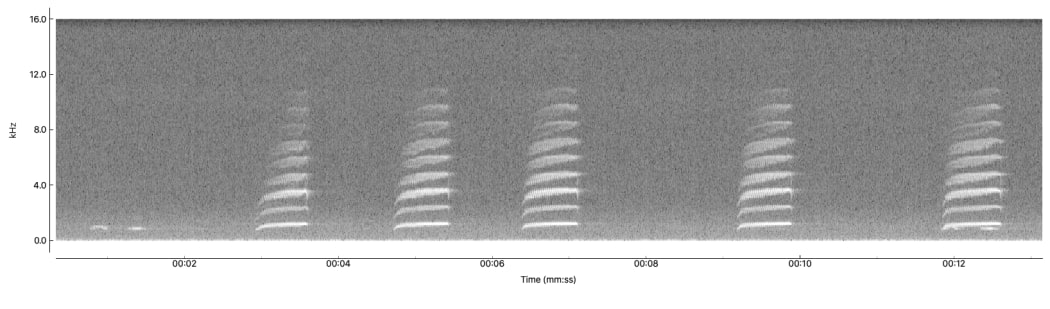 A spectrogram of ruru calls. The first two small calls in the bottom left are the familiar ruru calls, while the stacks of white are a hunting trill, featuring layers of harmonics.
