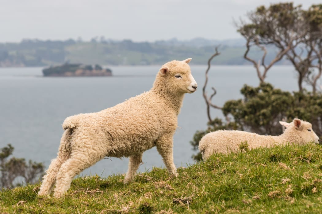 Lamb.