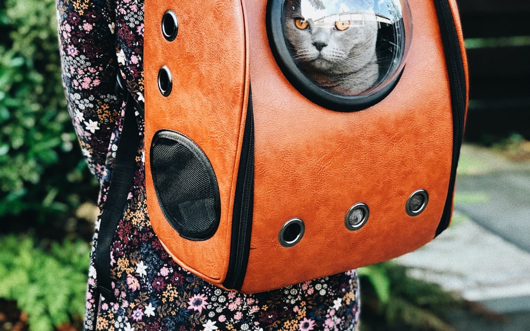 Cat in a backpack carrier