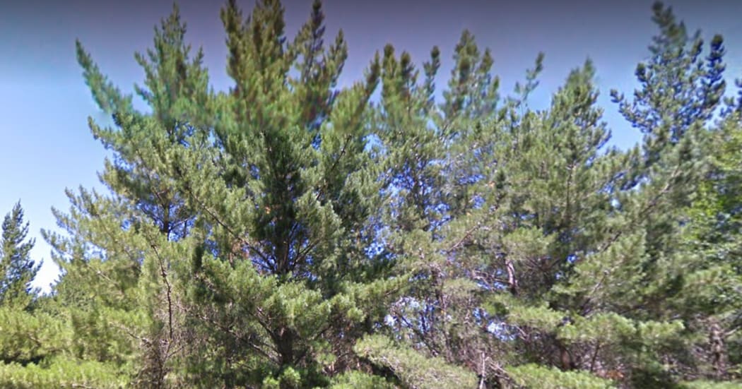 Ngāumu Forest in Wairarapa
