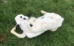 A sick calf from the farm of Sarah Flintoft and Ben Walling which had to be culled.