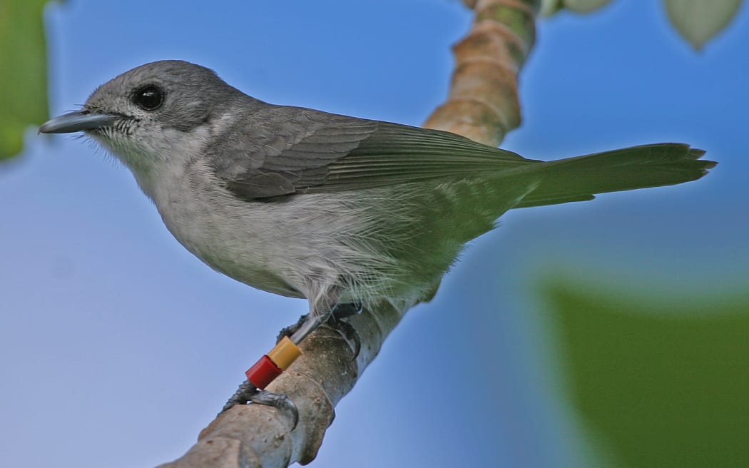 A small grey bird stands on a twig with a blue sky background. The bird's left leg is banded with a yellow on top and red on bottom band. The bird is darker grey across eh top of head, wings and tail, and lighter grey on the breast.