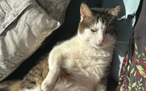 A cat named Meatball lays down across a blue couch, arms and legs hanging out.