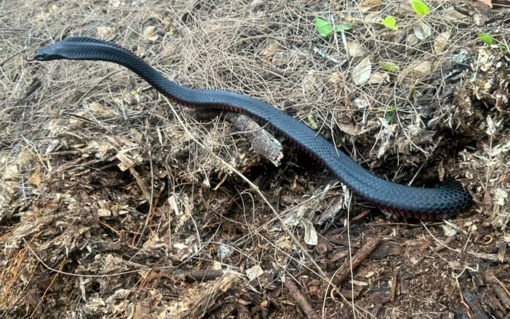 A snake pokes its head out of a mound. Snake catchers say the reptiles were hiding in mulch in a backyard.