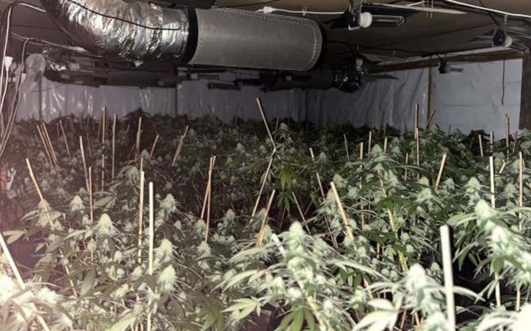 A grow house uncovered by Police.