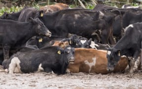Stock left on muddy bare winter cropped land are raising the ire of activists.