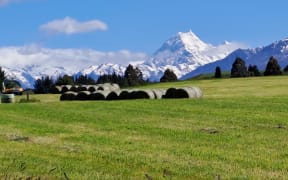Baleage cut in Central Otago with snowy capped mountains in the background.