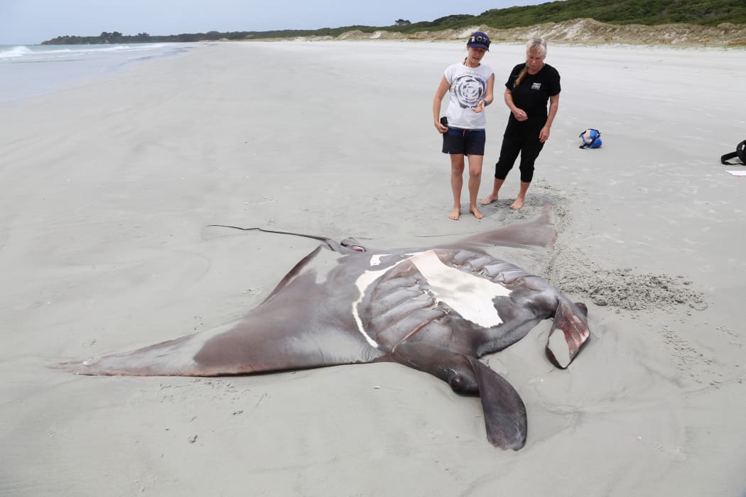 A Manta Ray that washed up on Rawara Beach in the Far North.