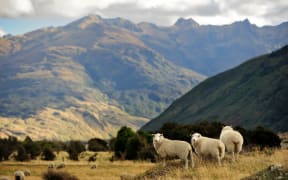 Sheep in New Zealand.