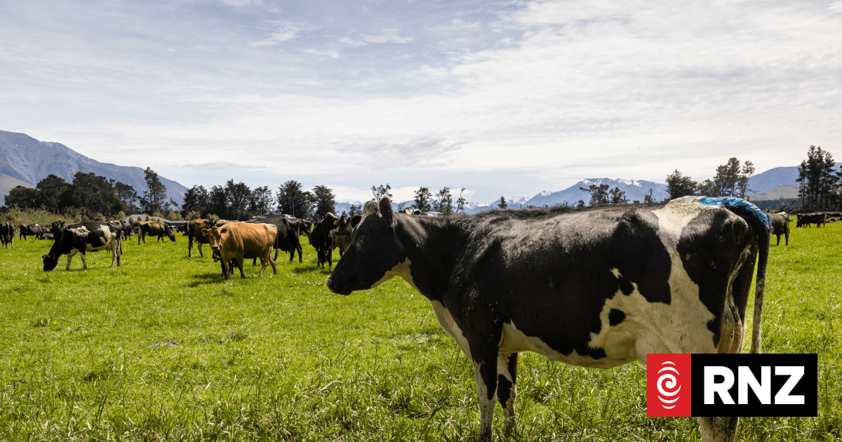 Kaikōura farmer fined $35k for failing to register hundreds of cattle