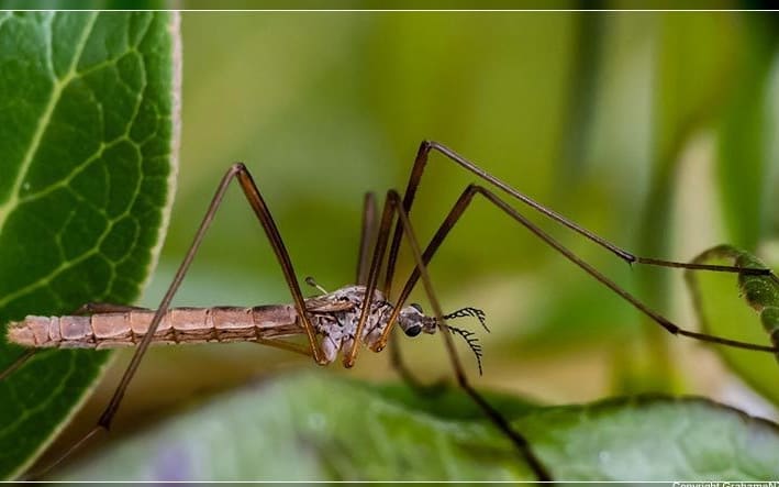 Walking Reindeer Fly