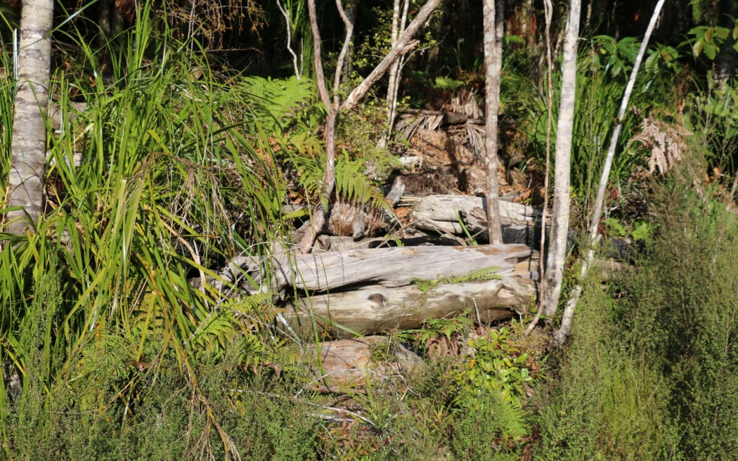 West Coast Agroforestry
