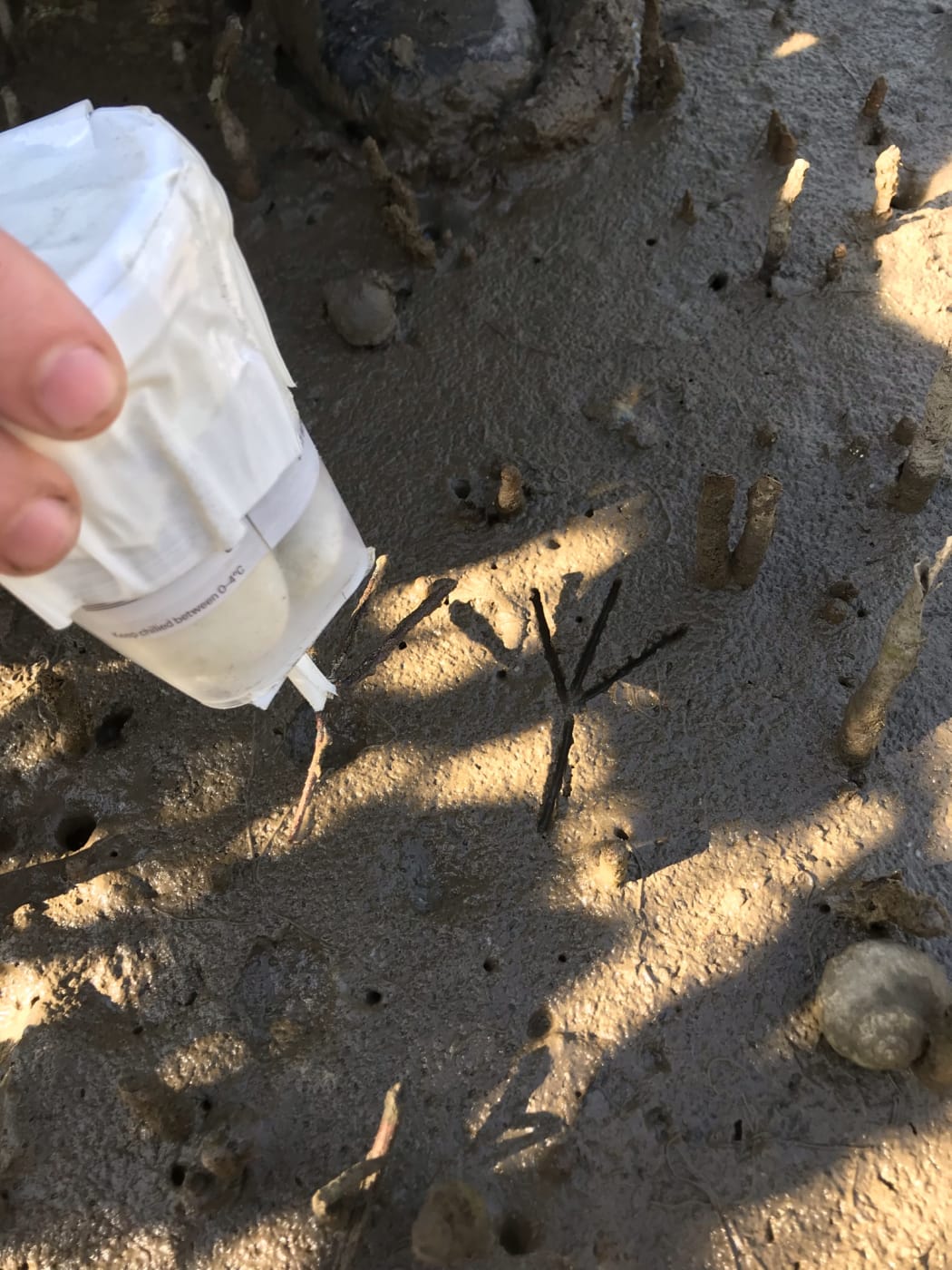 Testing mud for impressionability - a plastic box filled with stones weighing the same amount as a banded rail is used to test whether the mud is a good substrate for footprints.