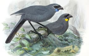 While the North Island kōkako has blue wattles, the South Island species had, or has, orange wattles.