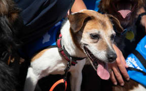 Tui the bio security dog is retiring. Her handler Brian Shields, staff and dogs were with her to celebrate.
