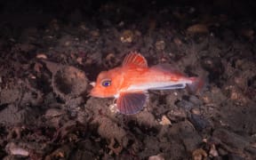 A scaly gurnard photographed in Wellington Harbour.