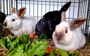 HUHA rescued Bunnies