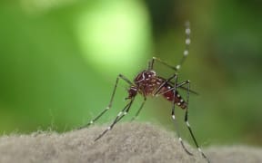 Striped, or ankle biting mosquito. Aedes notoscriptus, 2015.