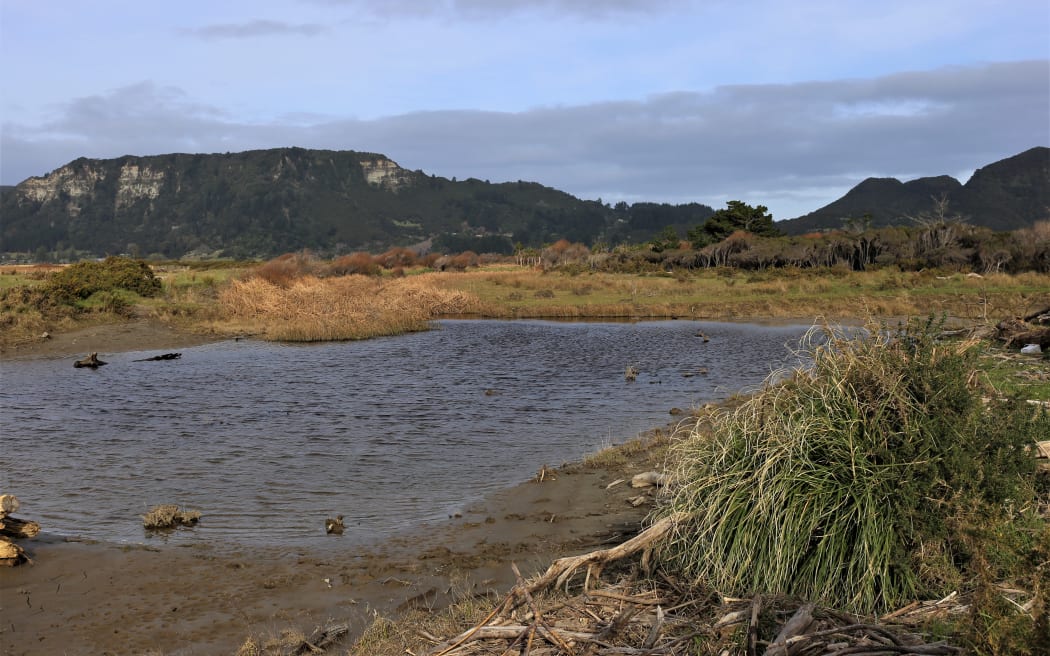 Part of the nearby wetland area.